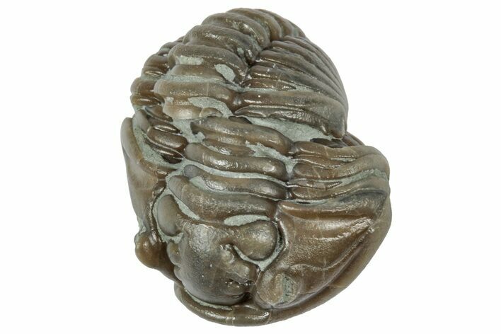 Bargain, Partially Enrolled Flexicalymene Trilobite - Ohio #358097